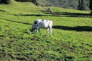 Tag beim Hüttenteam auf der Hochfeldern Alm