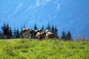 Tag beim Hüttenteam auf der Hochfeldern Alm