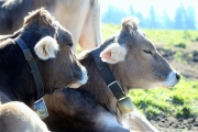 Tag beim Hüttenteam auf der Hochfeldern Alm
