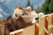 Tag beim Hüttenteam auf der Hochfeldern Alm